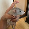 ファーシーラット里親募集！ サムネイル3