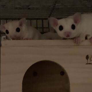 フクロモモンガ、5月と6月脱農のペアの里親募集停止