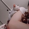 添い寝を要求♥三毛３ヶ月