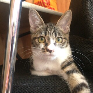 エイズ陽性ですが、とっても元気なももちゃんです