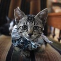 テテ
