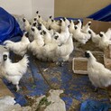 早急に