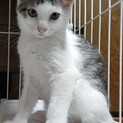 ちょっとシャイな男の子☆キジ白のまめ君