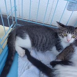 茨城つくば（研究学園）猫里親会