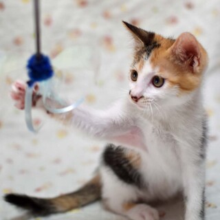 和柄美猫のすももちゃん