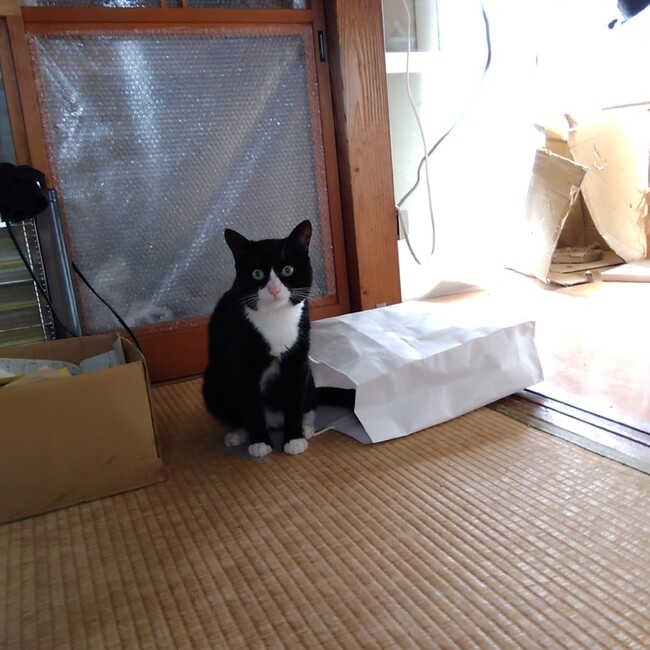 ニャッパシのカバー写真