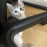 えまみあ
