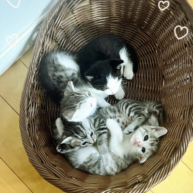 えまみあのカバー写真