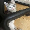 甘えん坊なサバ白男の子ฅ^•ω•^ฅ