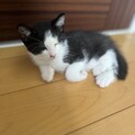 目が見えなくても元気いっぱいฅ^•ω•^ฅハチワレ