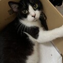 人懐っこく甘えん坊のハチワレママฅ^•ω•^ฅ