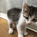 保護猫生後1ヶ月弱