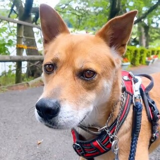 お散歩大好き落ち着きのあるライム君