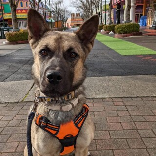 インパクト抜群のお顔のごろう君