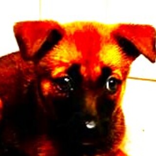 5-3-182可愛い子犬◆家族に迎えませんか？