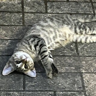 飲み屋街の子猫保護し手術済みました。