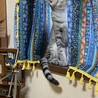 【素敵なご家族が見つかりました】えいとくん サムネイル3