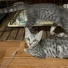【素敵なご家族が見つかりました】えいとくん サムネイル4