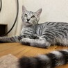 【素敵なご家族が見つかりました】えいとくん サムネイル5
