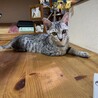 【素敵なご家族が見つかりました】えいとくん サムネイル6