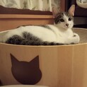 人慣ればつぐん☆甘えん坊のルル君