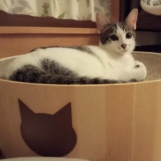 人慣ればつぐん☆甘えん坊のルル君