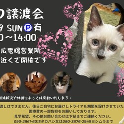 保護ねこ☆小さな譲渡会