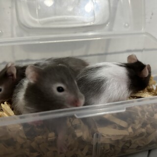ゴールデンハムスター　長毛種　セーブルカラー