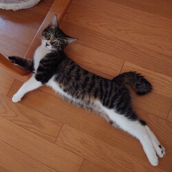 保護ねこ☆小さな譲渡会 サムネイル2