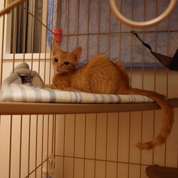 保護ねこ☆小さな譲渡会 サムネイル3