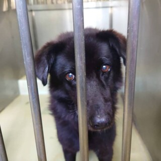 穏やかなペッパー君