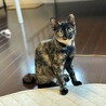 まんまるお目目のサビねこ 葵(あおい)ちゃん♪ サムネイル6