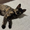 まんまるお目目のサビねこ 葵(あおい)ちゃん♪ サムネイル7