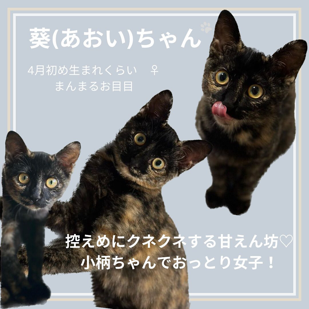 まんまるお目目のサビねこ」静岡県 - 猫の里親募集(470626) 4 まんまるお目目のサビねこ」静岡県 - 猫の里親募集(470626) 4