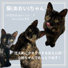 まんまるお目目のサビねこ 葵(あおい)ちゃん♪ サムネイル4