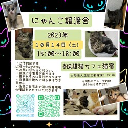 にゃんこ譲渡会 サムネイル1