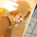 [まだ募集中] 生後4週 甘えん坊茶トラ 男の子 