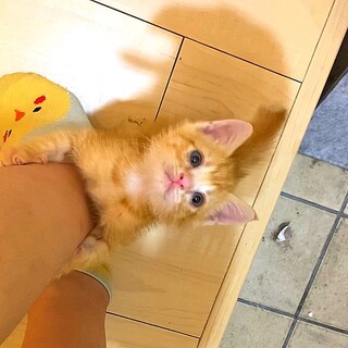 [まだ募集中] 生後4週 甘えん坊茶トラ 男の子 