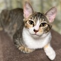 【ベローチェ】おかげさまで里親さまが決まりました
