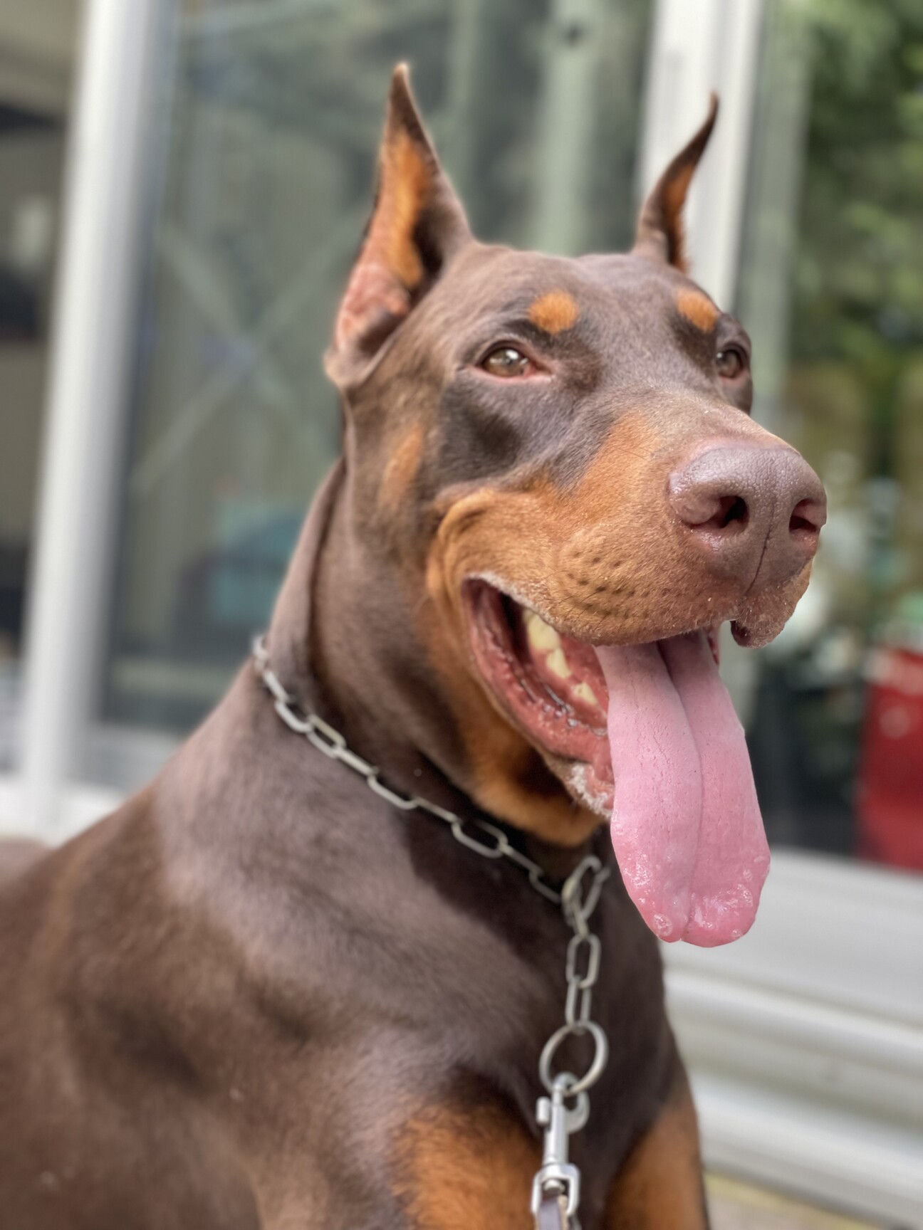 「ドーベルマン オス 3歳半」愛知県 犬の里親募集(469850) 1枚目の画像 ペットのおうち【里親決定25万頭！】