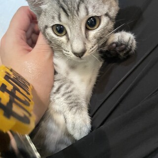 【２ヶ月♂】 シルバータビー　銀河くん