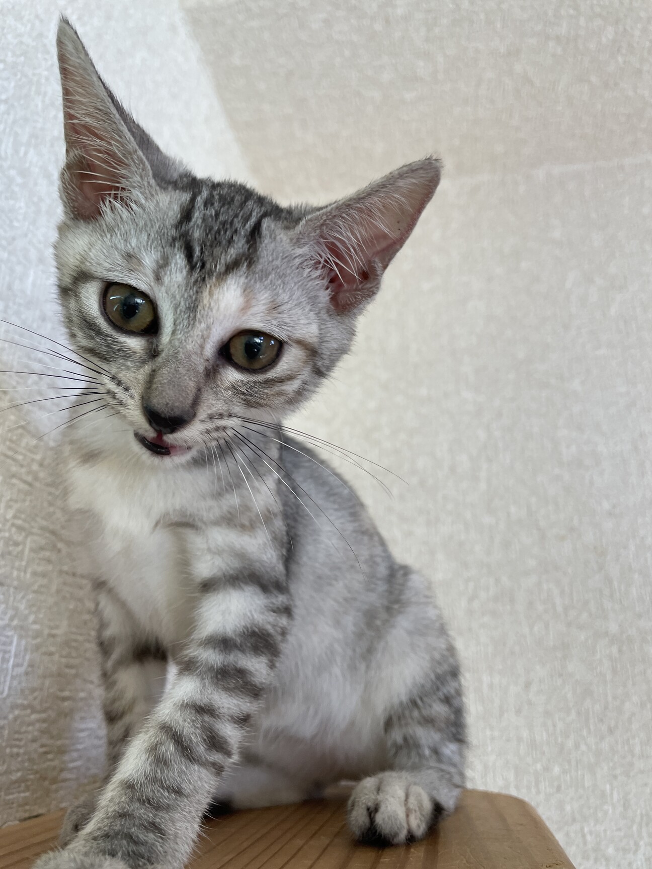 2ヶ月♀】 シルバータ」神奈川県 - 猫の里親募集(470648) 1枚目の