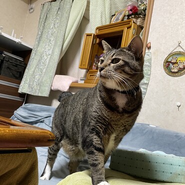 チビ春かーちゃん見てるかな？ボク7歳になったよ( ^ω^ )ダラダラは卒業(^^)v