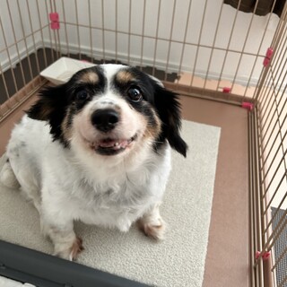 パピヨンダックスのMIX 8歳 メス