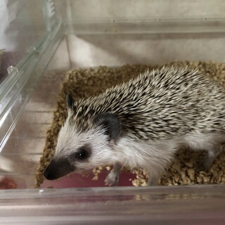 ハリネズミ