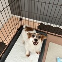 元気な雑種6歳、メスです