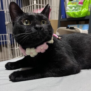 黒猫のフウです(9/23更新)