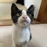 野良猫です。
