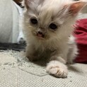 サイベリアン　メス　1ヶ月　子猫