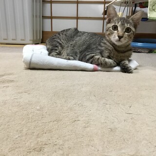 慣れつつあるキジトラ子猫